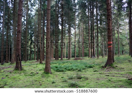 Mushroom hunting in pine trees