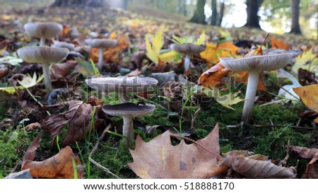 Mushrooms, toadstools in a park