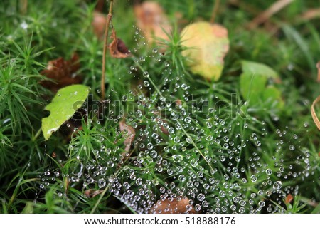 Dew on the forest ground