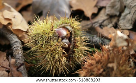 Chestnut and fallen leaves, fall landscape