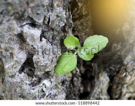 little green plant grows on wood crack