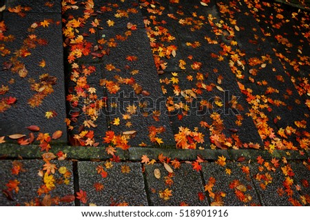 Autumn maple leaves falldown on the ground focus in the center of picture area