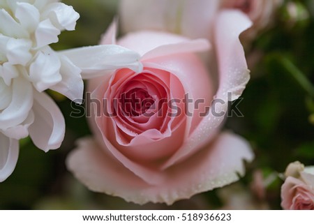 Closeup pink and white roses bouquet with rose petals background, shallow depth of field.