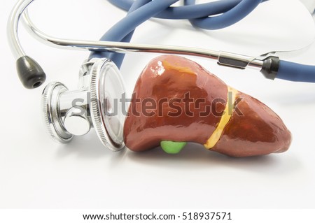 The anatomical volume shape of human liver, which examines the stethoscope. Concept photo to indicate the determination of liver function, laboratory tests, diagnosis, treatment of liver diseases Royalty-Free Stock Photo #518937571