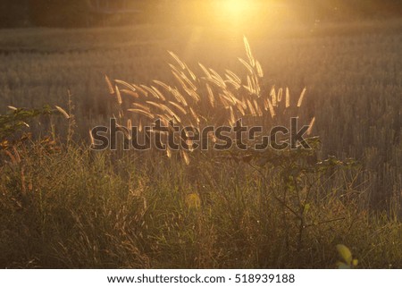 flower grass with sunlight.