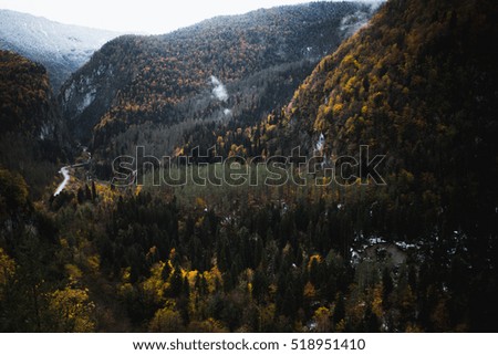 Forested mountain slope with the evergreen conifers shrouded in mist in a scenic landscape view