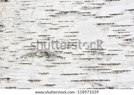 Black-white striped and cracked natural texture of russian birch bark   Royalty-Free Stock Photo #518971039