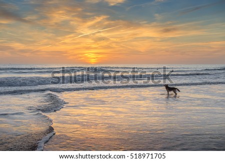 Sheepdog waits host surfer on the beach.