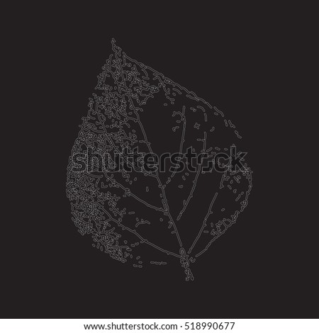 Birch leaf on a black background. Hand draw. Graphic drawing. Vector illustration.