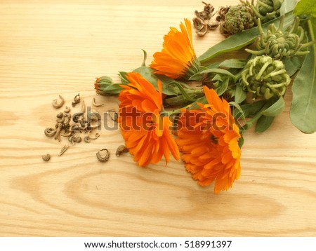Concept: calendula, from seed to flower