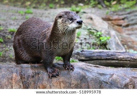 Brown otter looking away from the camera. Otter on a rock in the wilderness looking forward.