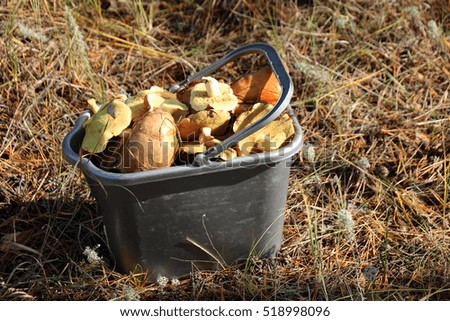 Plastic bucket full of slippery jack (Suillus luteus) mushrooms in the pine September forest