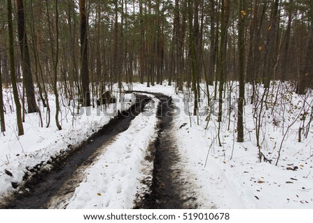 A bumpy forest road and a trail melted in the winter forest against the backdrop of a winter forest and gray bushes.