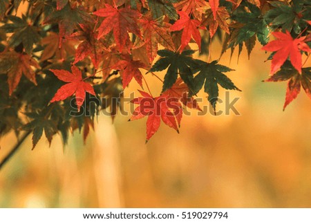 Colorful autumn maple leaves on a tree branch. Yellow autumn leaves background with copy space.
