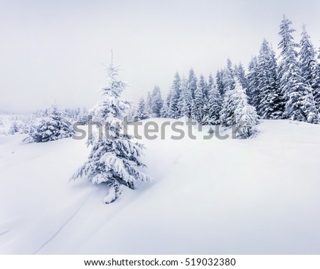 Misty winter morning in Carpathian mountains with snow covered fir trees. Great outdoor scene, Happy New Year celebration concept. Artistic style post processed photo.