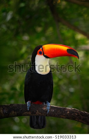 Toco Toucan, big bird with orange bill, in the nature habitat, Pantanal, Brazil. Wildlife scene from jungle with toucan.