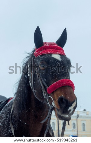 a sad sight horse in winter