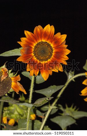 Decorative sunflower on a black background