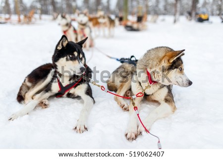Sledding with husky dogs in Lapland Finland