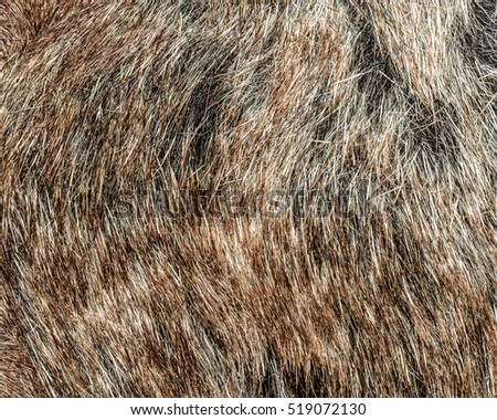 fragment of light brown fur collar as background for design-works