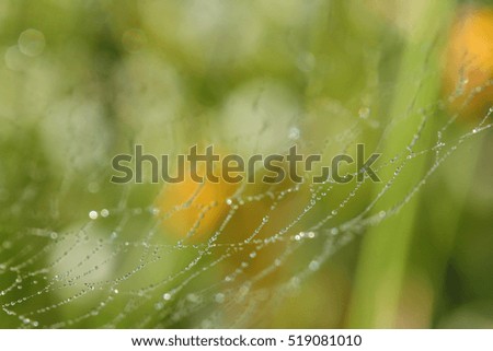 Spider. Spiderweb on a meadow in the morning light.