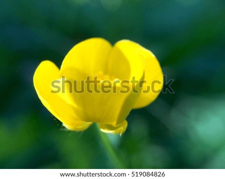 Yellow flower cool background summer flowers cool background
