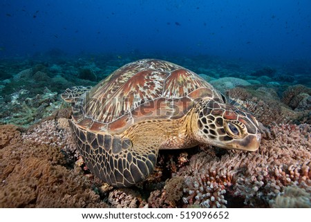 A big green sea turtle sleeping on the coral reef