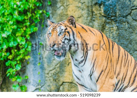 Tiger in nature,Picture soft focus