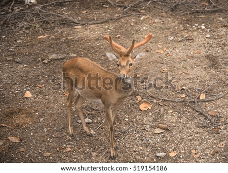 Deer in the nature zoo / deer on nature background