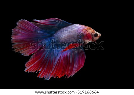 beautiful Betta fish movement on black background
