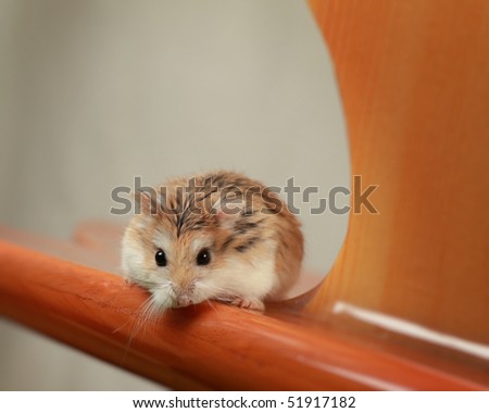 Hamster playing on surfboard with white background