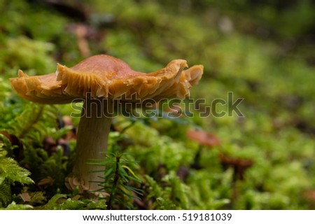 A mushroom grows in moss along with a hemlock seedling in the Pacific Northwest.