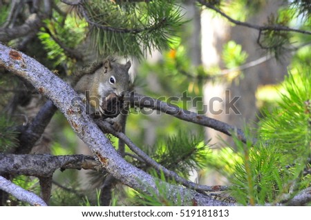 Squirrel in Yellowstone National Park