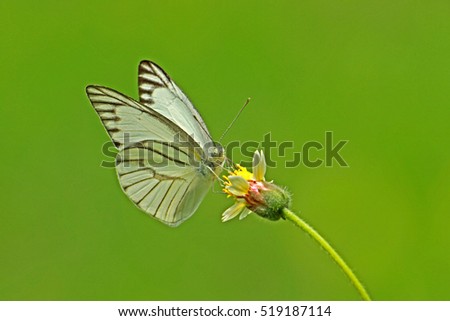 A butterfly on flower