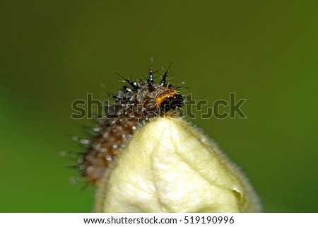 Caterpillar on wild flower