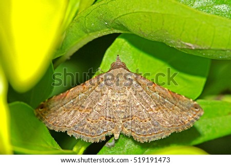 Fly insect on leaf