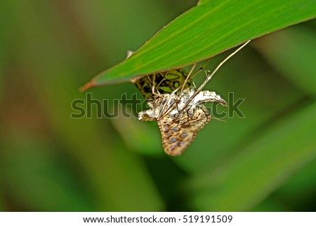 Fly insect on leaf