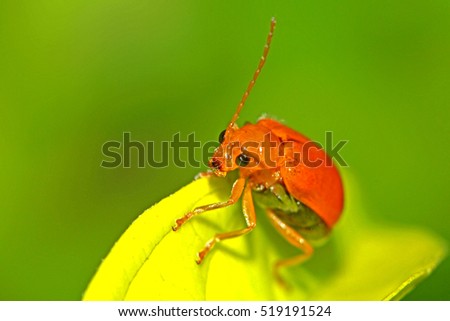 A beetle on leaf