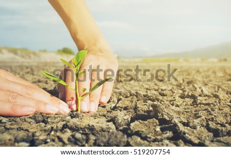 hands holding tree growing on cracked earth,environmental problems,love nature,growing tree on crack ground