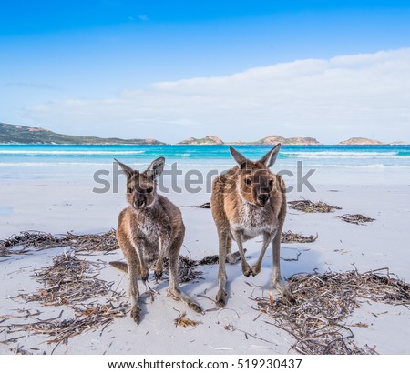 Kangaroos visiting a beach