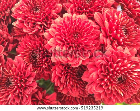 Beautiful red chrysanthemum as background picture. Chrysanthemum wallpaper, chrysanthemums in autumn.