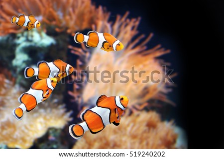 Sea anemone and clown fish in marine aquarium. On black background Royalty-Free Stock Photo #519240202
