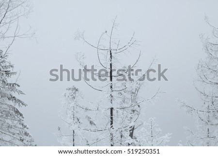 Fresh snow winter background in nature