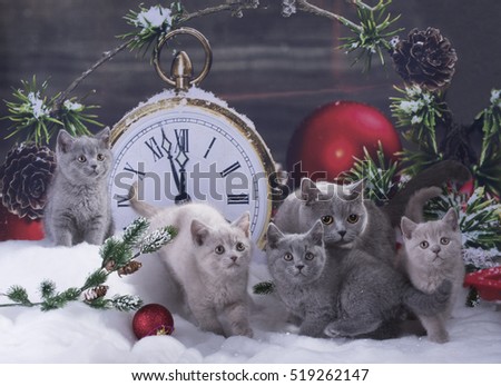 


black kittens on the a Christmas decorated background 