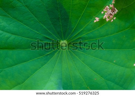 A lotus green leaf