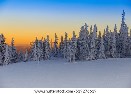 Beautiful wintry landscape in Siberia. Winter sunset. Tree covered snow. Calm nature. Snow-covered fir trees in winter on a sunset background