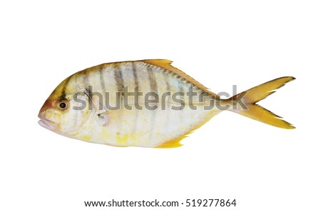 Golden travelly seafish isolated on white, Gnathanodon speciosus