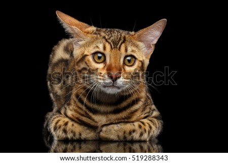 Adorable Bengal kitten Lying and Looking Curious in Camera on isolated Black Background with reflection, Front view, Funny ears