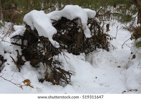 Stump and bushes covered with snow in the winter forest against a background of winter forest, white snow and gray bushes.
