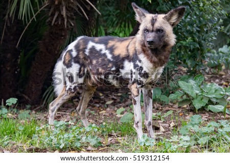 Lycaon wild african dog close up portrait